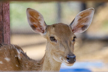 Close up head female deer in garden