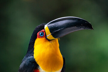Channel-billed toucan
