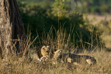Male Lion (Panthera leo) resting in South Luangwa National Park, Zambia