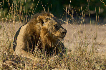 Male Lion (Panthera leo) resting in South Luangwa National Park, Zambia