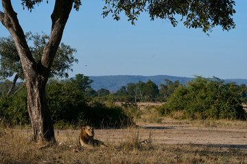Male Lion (Panthera leo) resting in South Luangwa National Park, Zambia
