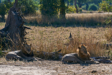 Male Lion (Panthera leo) resting in South Luangwa National Park, Zambia