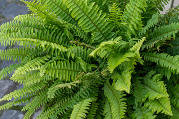 Fern plant. Green leaves bush in garden