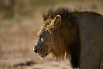 Male Lion (Panthera leo) resting in South Luangwa National Park, Zambia