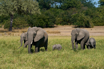 Fototapeta premium Herd of African Elephant (Loxodonta africana) with young in South Luangwa National Park, Zambia 