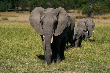 Herd of African Elephant (Loxodonta africana) with young in South Luangwa National Park, Zambia   