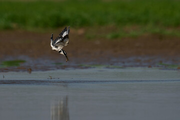Pied Kingfisher (Ceryle rudis) hunting over a shallow lagoon created during the rainy season in South Luangwa National Park, Zambia   