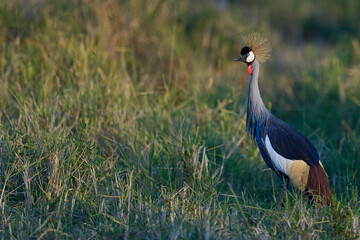 Grey Crowned Crane (Balearica regulorum) in grassland in South Luangwa National Park, Zambia