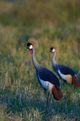 Pair of Grey Crowned Cranes (Balearica regulorum) in South Luangwa National Park, Zambia