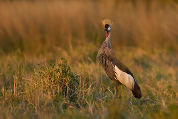 Grey Crowned Crane (Balearica regulorum) in grassland in South Luangwa National Park, Zambia