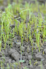 closeup the bunch ripe green onion plant growing in the farm soft focus natural green brown background.