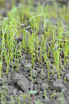 closeup the bunch ripe green onion plant growing in the farm soft focus natural green brown background.