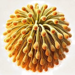 3D image of flower pollen image 