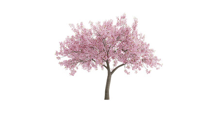 Obraz premium A solitary cherry blossom tree in full bloom, isolated on a white background, delicate pink petals, photorealistic.