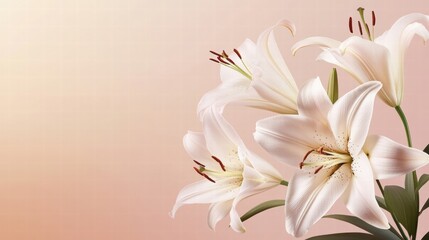 Fototapeta premium elegant white lilies on peach background