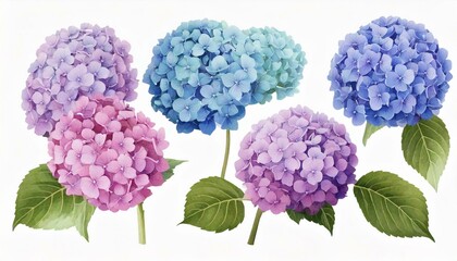 Set of Realistic Watercolor Illustration of Hydrangea Flowers: Elements Isolated on White Background