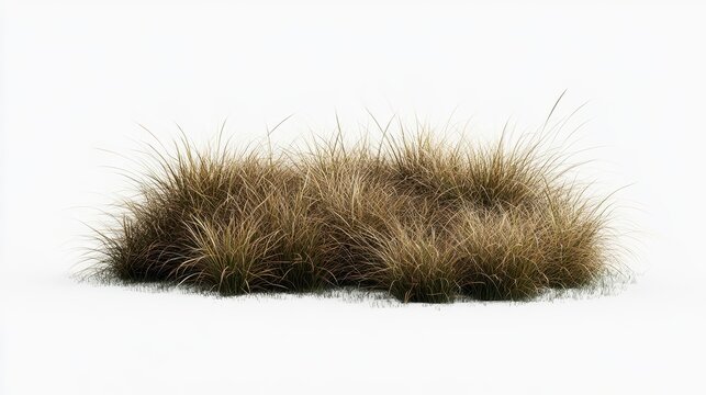 Thick Patch of Natural Grass in Neutral Background