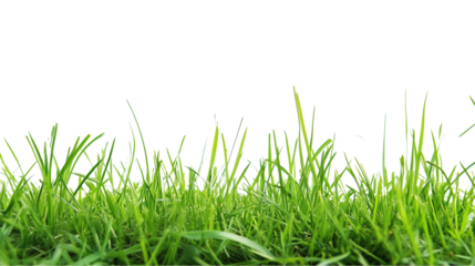 A handful of green grass held against a white backdrop, with dew drops glistening on the blades isolated on transparent background