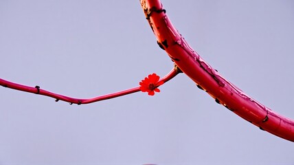 Red and white plane performing aerobatic tricks in the sky with smoke trails during an airshow