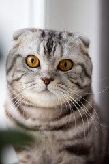 portrait of a gray British cat on a windowsill, postcard with a cat for a holiday