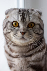 scottish fold cat tiger coloring, portrait of a cute cat