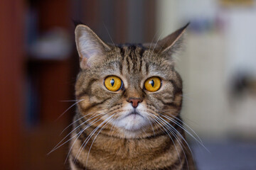 scottish fold cat tiger coloring, portrait of a cute cat