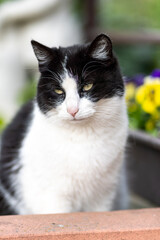 A black and white domestic cat sits outside in the summer in a garden full of plants and flowers.