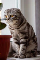 scottish fold cat tiger coloring, portrait of a cute cat