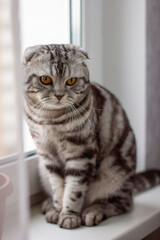scottish fold cat tiger coloring, portrait of a cute cat