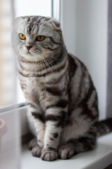 beautiful portrait of a scottish cat