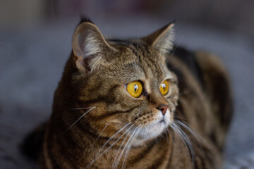 cat with bright yellow eyes portrait with blue backlight