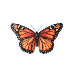 Fototapeta premium Detailed illustration of a monarch butterfly with its wings spread open on a white background