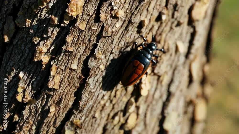 Poster close view of a vibrant beetle crawling on a tree trunk in natural sunlight