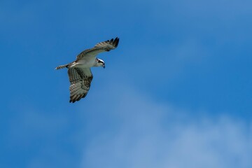 Majestic Osprey in Flight