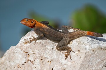Vibrant lizard basking on a sunlit rock.