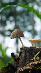 Parasola auricoma Fungus in Forest Floor