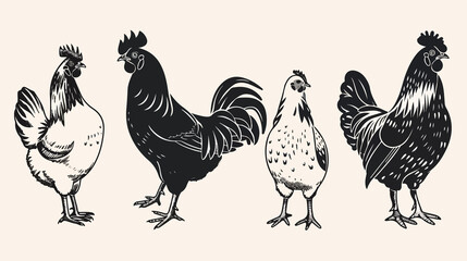 Fototapeta premium Black and White Illustration of Farm Poultry Chicken Set