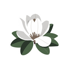 Obraz premium Elegant White Magnolia Flower Vector Botanical Illustration for Decor and Design