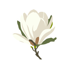  Elegant White Magnolia Flower Vector Illustration for Botanical Design
