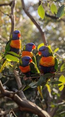 Group of Rainbow Lorikeets in Tree