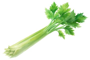 Fototapeta premium celery isolated on white