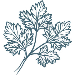  Vector Illustration of Parsley Leaves Herb Botanical Design