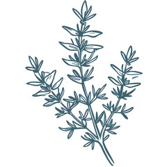 Fototapeta premium Herbal Plant Illustration Vector Sage Rosemary Botanical Drawing