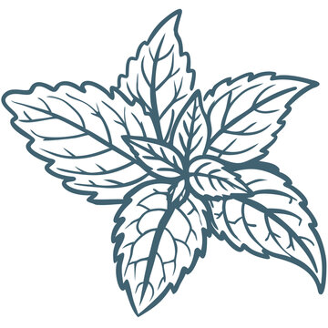 mint leaves outline drawing clip art preview