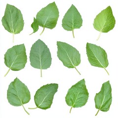 A collection of fresh green leaves arranged in a grid pattern, showcasing various shapes and sizes, ideal for botanical illustrations or natural themes.