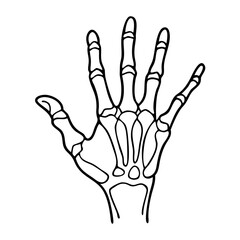  Human Hand Skeleton Outline Vector for Medical Educational Uses