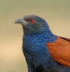 Portrait of Lesser Coucal 