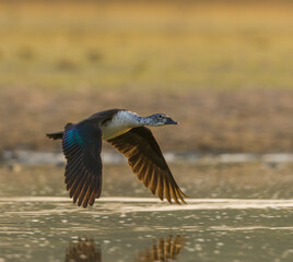 Obraz premium Knob Billed Duck