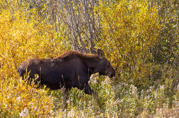 Cow Moose in Wyoming in Autumn