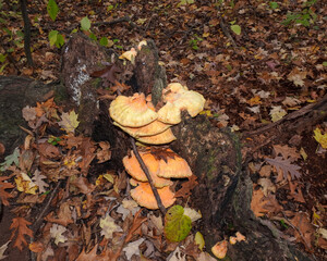 Chicken of the Woods | Laetiporus spp | Edible North American Mushroom Fungi